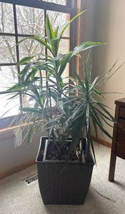 lot 22R image: FR - Live Indoor Dracaena Plant in Woven Plastic Planter