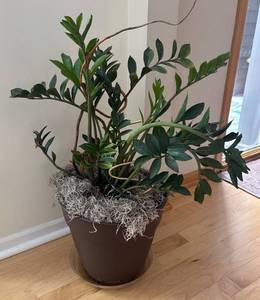 lot 45R image: LR - ZZ Plant in Decorative Pot