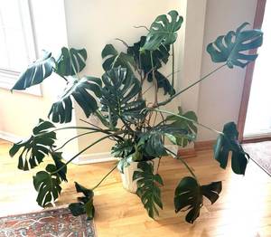 lot 46R image: LR - Large Monstera Deliciosa in Decorative White Planter