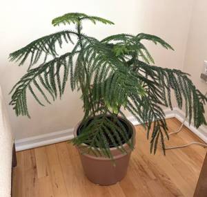 lot 47R image: LR - Norfolk Island Pine in Pot