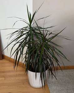 lot 48R image: LR - Live Dracaena Marginata Plant in White Pot