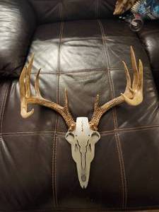 lot 108 image: 11 Point Buck Antlers W Metallica Face Plate