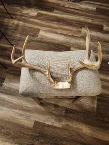 lot 139 image: Whitetail Deer Antlers