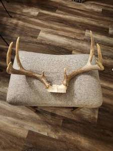 lot 140 image: Whitetail Deer Antler Skull Cap