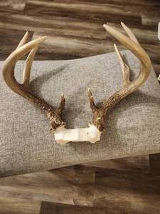lot 141 image: Whitetail Deer Antler Taxidermy Mount.