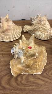 lot 99 image: Set of 5 Large Conch Sea Shells