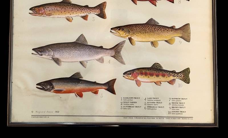 Maynard Reece TROUT ジグソーパズル 額装品 LL - Framed 1982 Maynard Reece Trout Print for Sale in Long Lake