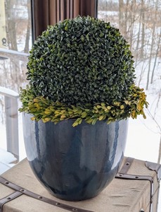 lot 42 image: ML - Faux Topiary in Glossy Blue Ceramic Pot, 25 Inch Tall