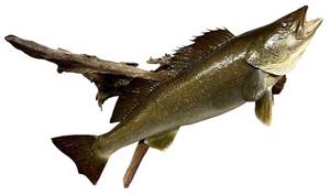 lot 228H image: LLS - 20-Inch Mounted Walleye Fish on Driftwood Plaque