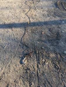 lot 51 image: Long Heavy gauge Cable with Hook