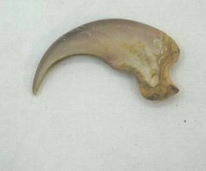 lot 177 image: Bear Claw