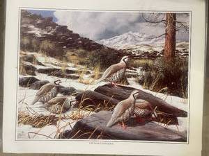 lot 46 image: 600 Chukar Partridge Art Prints