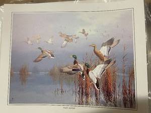 lot 47 image: Approximately 500 Wildlife Art Prints Hazy Ascent Ducks