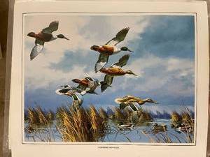 lot 48 image: Approximately 700 Wildlife Art Prints featuring Northern Shoveler Ducks