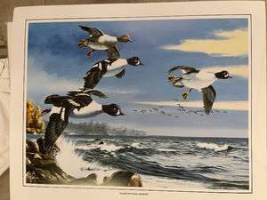 lot 52 image: Stack of 750 Barrows Goldeneye Waterfowl Art Prints
