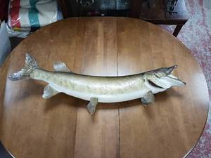 lot 191 image: Trophy Sized Northern Fish Mount for Bar Display and Conversation Starter -