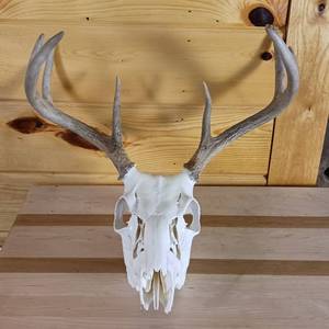 lot 205 image: Very Nice European Style sprayed white Taxidermy Skull and Deer Rack � White Tail from Todd County � Wi.