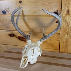lot 206 image: Very Nice and Clean European Style sprayed white Taxidermy Skull and Deer Rack (2014)