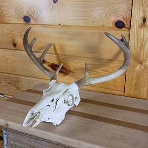 lot 207 image: Very Nice European Style sprayed white Taxidermy Skull and Deer Rack