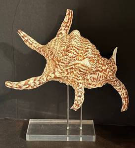 lot 93R image: BR2 - Spider Conch Seashell with Lucite Display Stand