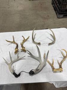 lot 1037 image: Assorted Natural Deer Antlers