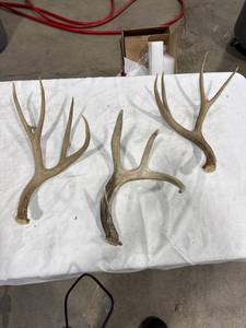 lot 1125 image: Natural Deer Antlers (3)