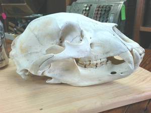 lot 215 image: 11 inch Complete Bear Skull � Taxidermy Beetle Cleaned � All teeth present