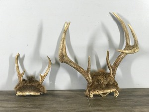 lot 323 image: 6 & 7 Point White Buck Antlers