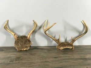 lot 324 image: 4 & 7 Point White Tail Buck Antlers