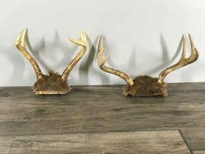 lot 325 image: 2 - 6 Point Buck Antlers