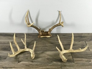 lot 327 image: 8 Point Buck Antlers & 2 Sheds (4 & 6 point sheds)
