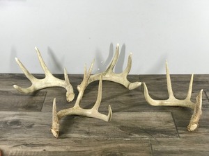 lot 328 image: 4 - Antler Sheds - All of them have 4 points