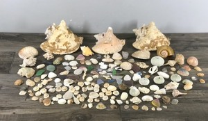 lot 415 image: Lot of Sea Shells, Sea Glass and More