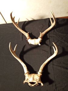 lot 142 image: 2 sets of deer antlers