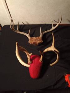 lot 144 image: 2 Sets of deer antlers