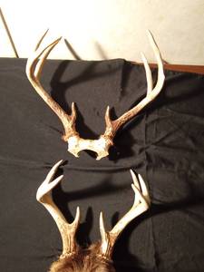 lot 143 image: 2 Sets of deer antlers