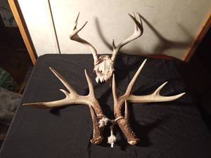 lot 146 image: 7pt Deer skull with antlers and a pair of antlers equaling 10pt