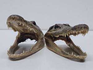 lot 216 image: Pair of Genuine Juvenile Alligator or Crocodile Heads