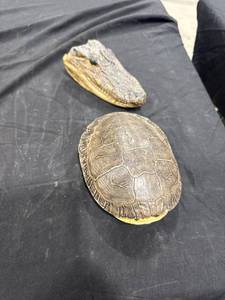 lot 1142 image: Alligator Head & Turtle Shell