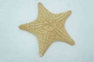 lot 132 image: Starfish Shell 9 diameter
