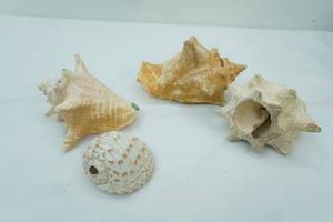 lot 155 image: Conch Sea Shells