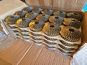 lot 32 image: B & C Eagle Roofing Coil Nails 1-14 x .120 Smooth E.G. CR-114 Box