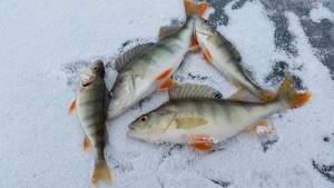 3 Nights Winter Lodge Stay, 1 Full Day Ice Fishing Adventure for 2 Singles or Couple (January 15-18, 2026)