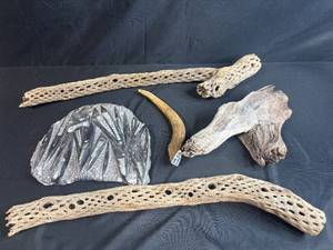lot 115 image: Collection of Petrified Driftwood, Cholla Wood, Fossil Plate, and Antler