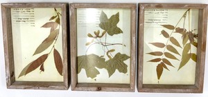lot 404 image: Pressed Leaf Herbarium Frames - Tree of Heaven & Sugar Maple & Black Willow