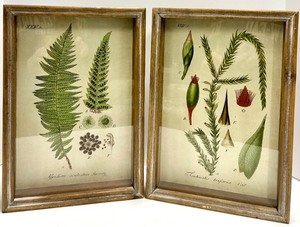 lot 424 image: Aspidium Aculeatum Swartz &amp Fontinalis Trifaria Voit - Antique Style Framed Botanical Prints
