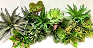 lot 443 image: 17 Assorted Succulents & Aloe Cluster - Echeveria, Haworthia & Aloe for Indoor Decor