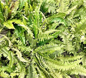 lot 448 image: 11 Faux Fern Bunches