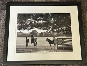 lot 202 image: Framed Black & White Horse Photograph - Horses in Pasture
