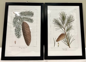lot 206 image: Framed Botanical Prints - Norway Spruce (Picea abies) & Jersey Pine